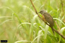 Plaintive Cuckoo.jpg