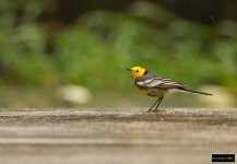 Citrine Wagtail.jpg