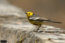 Citrine Wagtail 2.jpg