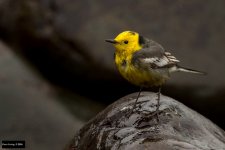 Citrine Wagtail 3.jpg