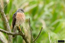 Chinese Goshawk 2.jpg