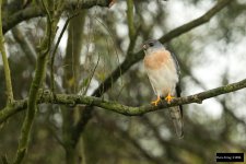 Chinese Goshawk 3.jpg