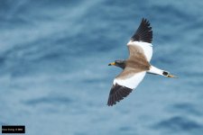 Gray-headed Lapwing 3.jpg