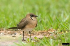 Oriental Pratincole 5.jpg