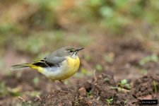 Gray Wagtail.jpg