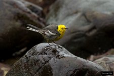 Citrine Wagtail 4.jpg