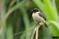 Siberian Stonechat.jpg