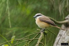 Brown Shrike 8.jpg