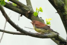 Chestnut Bunting 3.jpg