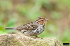 Little Bunting 9.jpg