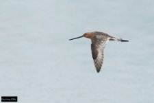 Asian Dowitcher.jpg