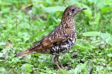 Scaly Thrush (04) - Copy.jpg