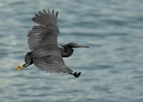 reef egret flight lamma HK D5 300PF_DSC7592.jpg