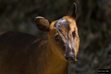 Formosan Reeve's Muntjac (Muntiacus reevesi micrurus).jpg