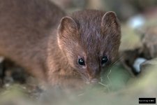 Siberian Weasel (Mustela sibirica taivana).jpg