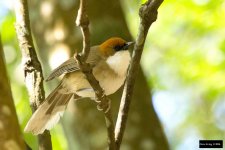 Rufous-crowned Laughingthrush.jpg