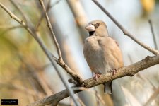 Hawfinch.jpg