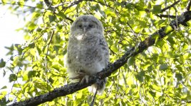 ural owl chick.JPG