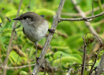 IMG_7203 Superb Fairy Wren @ Gold Coast.JPG