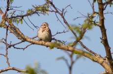 Song Sparrow?-2.jpg