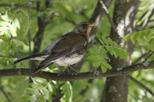 fieldfare.JPG