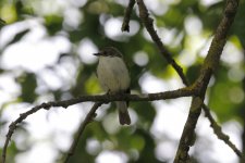 pied flycatcher.JPG