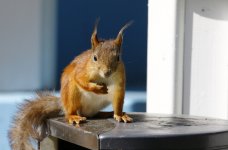 red squirrel2.JPG