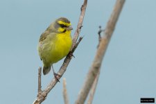 Yellow-fronted Canary.jpg