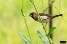 White-rumped Munia.jpg