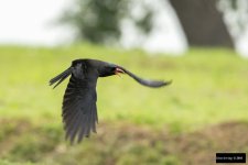 Red-billed Chough.jpg