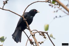 Asian Koel.jpg