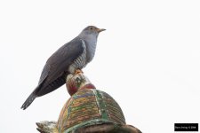 Oriental Cuckoo 2.jpg