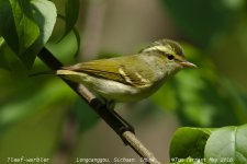 leaf-warbler_5289e.jpg