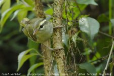 leaf-warbler_5313e.jpg