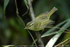 leaf-warbler_5322e.jpg