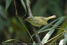 leaf-warbler_5326e.jpg