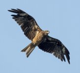 black kite lamma HK D5 300PF_DSC9193.jpg