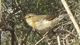 Chiffchaff, Canary Islands 'canariensis'(2).jpg