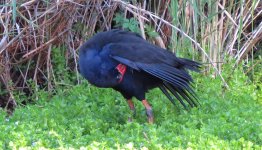 IMG_6991 Australian Purple Swamphen @ Brisbane.JPG