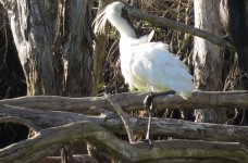 IMG_6987 Royal Spoonbill @ Brisbane.JPG