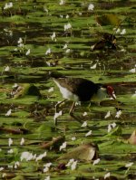 IMG_6998 Comb-crested Jacana @ Brisbane.jpg