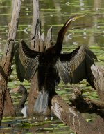 IMG_7021 Australasian Darter @ Brisbane.jpg