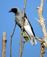 IMG_7025 Black-faced Cuckooshrike @ Brisbane.jpg