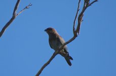 IMG_7004 Dollarbird @ Brisbane.JPG