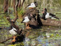 IMG_7014 Magpie Geese 2 @ Brisbane.JPG