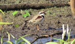 IMG_7007 Black-fronted Dotterel @ Brisbane.JPG