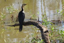 IMG_7030 Little Pied Cormorant @ Brisbane.JPG