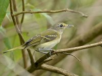 Vireo 0279 .jpg