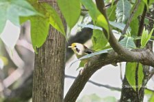 golden-fronted fulvetta.jpg