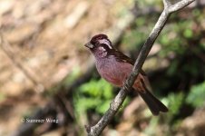 sharpe's rosefinch.jpg